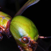 Cranidium gibbosum